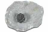 Curled Proetid (Gerastos) Trilobite Fossil - Morocco #363964-2